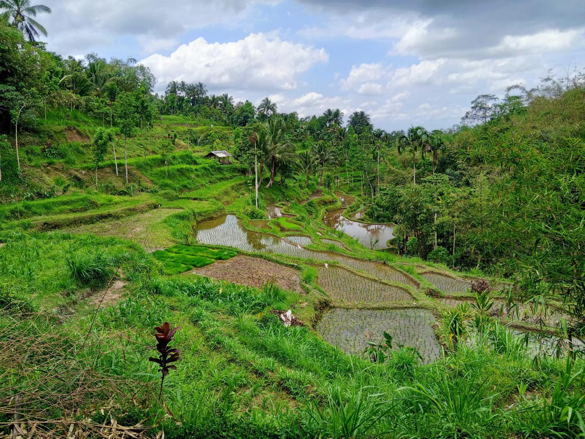 Linkgreen Homestay Lombok Tetebatu Pokoj fotografie